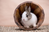 Tierisch sauber So wird der Frühjahrsputz im Kleintier-Haushalt zum Kinderspiel
